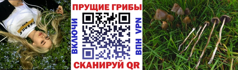 Галлюциногенные грибы мухоморы  купить наркоту  Астрахань 