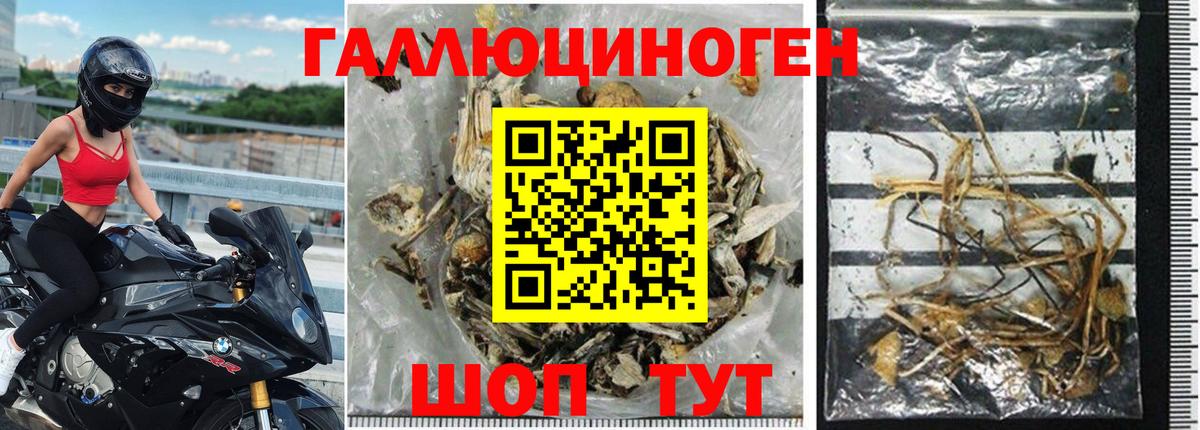 Псилоцибиновые грибы Psilocybine cubensis Россия